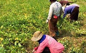 สำนักงานเศรษฐกิจการเกษตรที่ 5 นครราชสีมา แนะนำปลูกถั่วเหลือง หลังนา สร้างรายได้